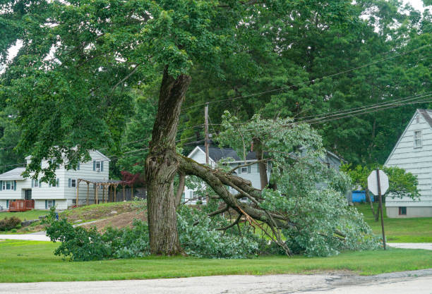 Why Choose Our Tree Removal Services in Belfast, ME?