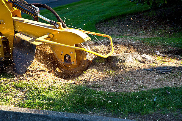 Lawn Drainage Solutions in Belfast, ME